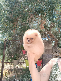 Spitz tedesco nano pomerania