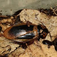 Eublaberus Marajoara 10 pezzi