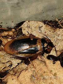 Eublaberus Marajoara 10 pezzi