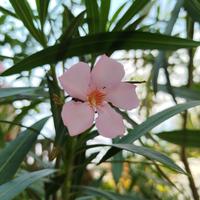 Oleandri con fiori rosa
