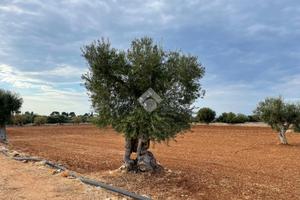 TER. AGRICOLO A POLIGNANO A MARE