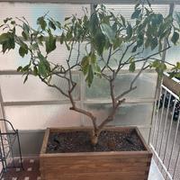 Limone in vaso, pianta di limone