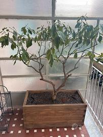 Limone in vaso, pianta di limone