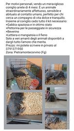 Coniglio ariete