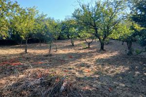 Terreno Agricolo 3000mq  Arci