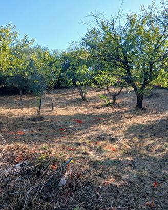 Terreno Agricolo 3000mq  Arci