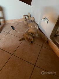 Animali Golden retriver americano 100%