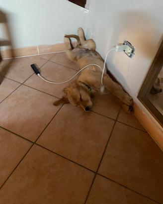 Animali Golden retriver americano 100%