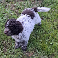 Lagotto Romagnolo