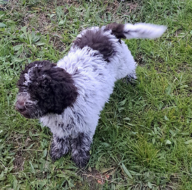 Lagotto Romagnolo