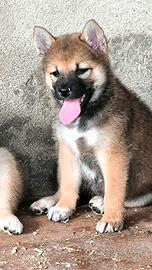 Shiba inu femmina cucciola di 2 mesi