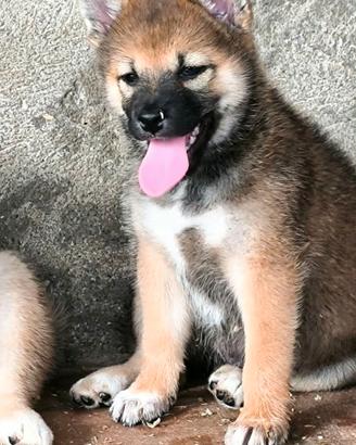 Shiba inu femmina cucciola di 2 mesi