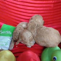 Di Colore Albicocca --Barboncini Taglia Piccola