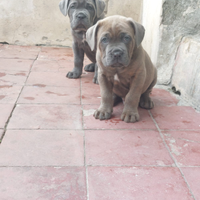 Cane corso disponibile +++