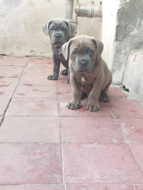 Cane corso disponibile +++