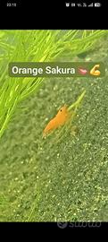 neocaridine Orange Sakura 