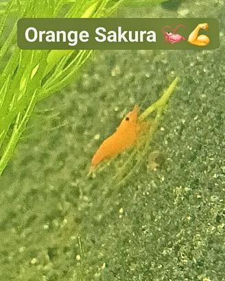 neocaridine Orange Sakura 