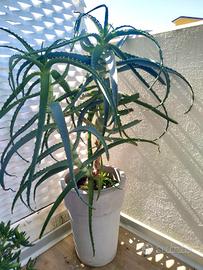 Pianta Aloe arborescens