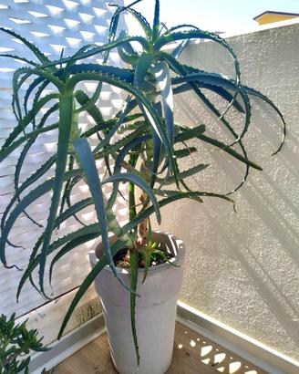 Pianta Aloe arborescens