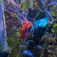 Macroalghe, coralli e Lysmata gambero marini