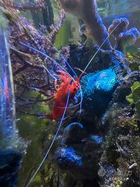 Macroalghe, coralli e Lysmata gambero marini