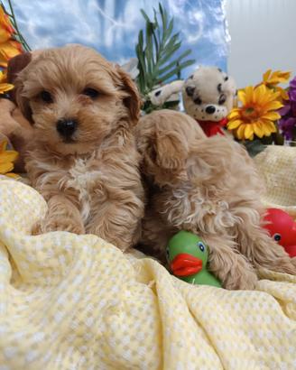 Meravigliosi Cuccioli MaltiPoo Taglia Piccola
