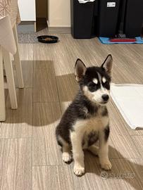 Cucciola Siberian Husky