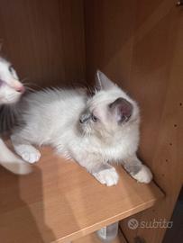 Cuccioli Ragdoll