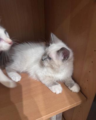 Cuccioli Ragdoll