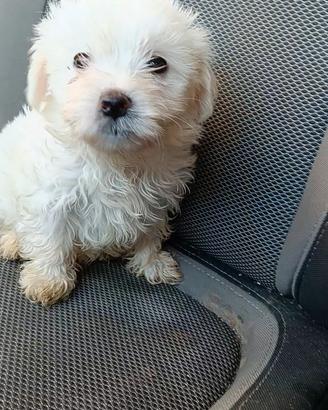 Cucciolo di maltese bijon frisé