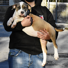 Cucciole di American Bully XL