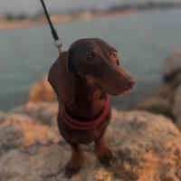 Bassotto nano maschio pedigree per accoppiamento