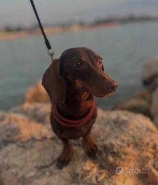 Bassotto nano maschio pedigree per accoppiamento