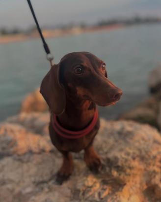 Bassotto nano maschio pedigree per accoppiamento