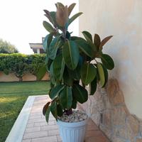 Pianta di FICUS in vaso bianco 