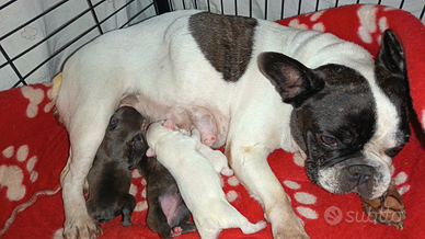 Bulldog francese