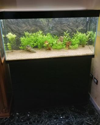 Acquario