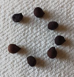 Semi selezionati di Chorisia Speciosa. 7 pz