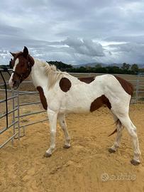 Cavallo - Razza Paint