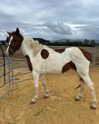 Cavallo - Razza Paint