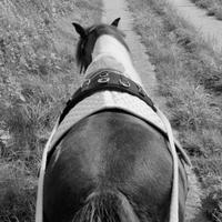 Pony asini cavalli muli puledri