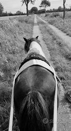 Pony asini cavalli muli puledri