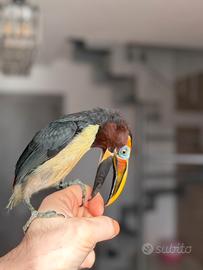 Aracari viridis allevato a mano