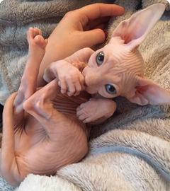 GATTO NUDO - SPHYNX nati in casa cuccioli