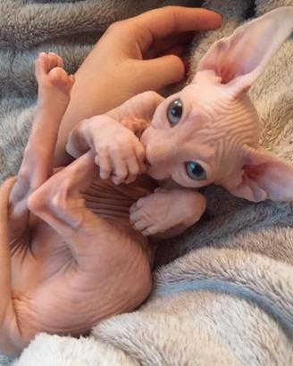 GATTO NUDO - SPHYNX nati in casa cuccioli