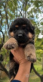 Cuccioli di pastore tedesco