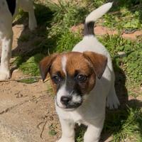 Jack Russell terrier