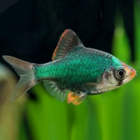 Barbus green tetrazona