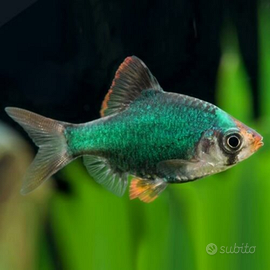 Barbus green tetrazona