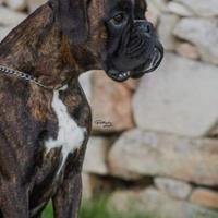 Boxer cuccioli